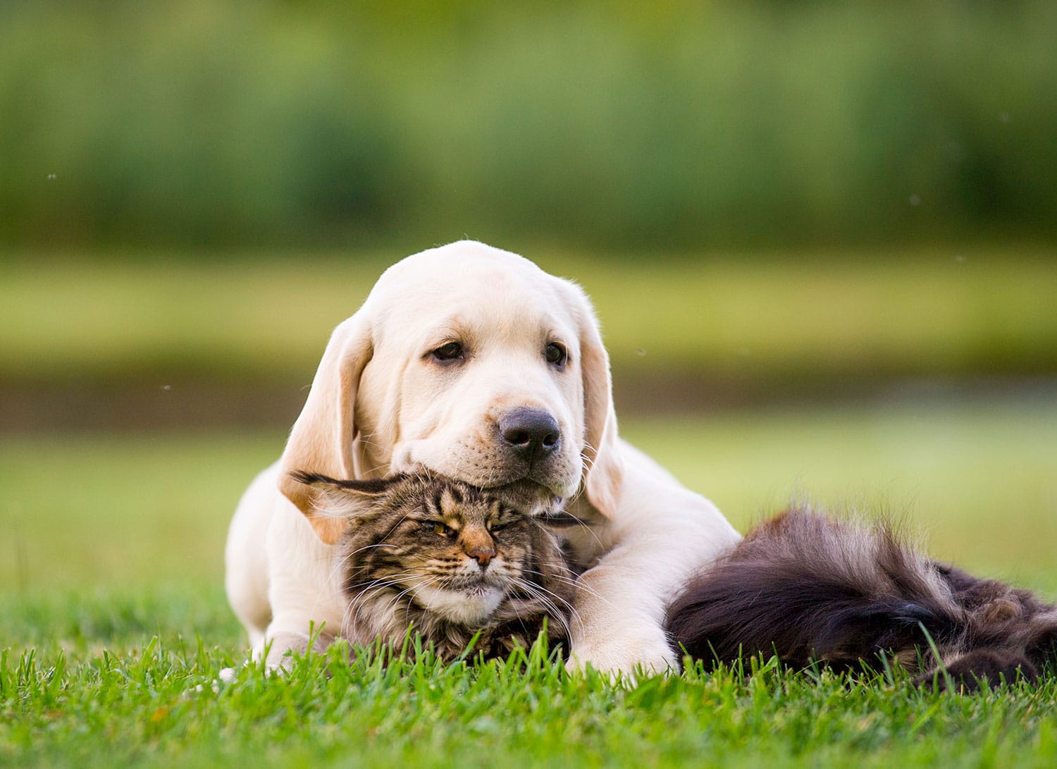 Cat and Dog